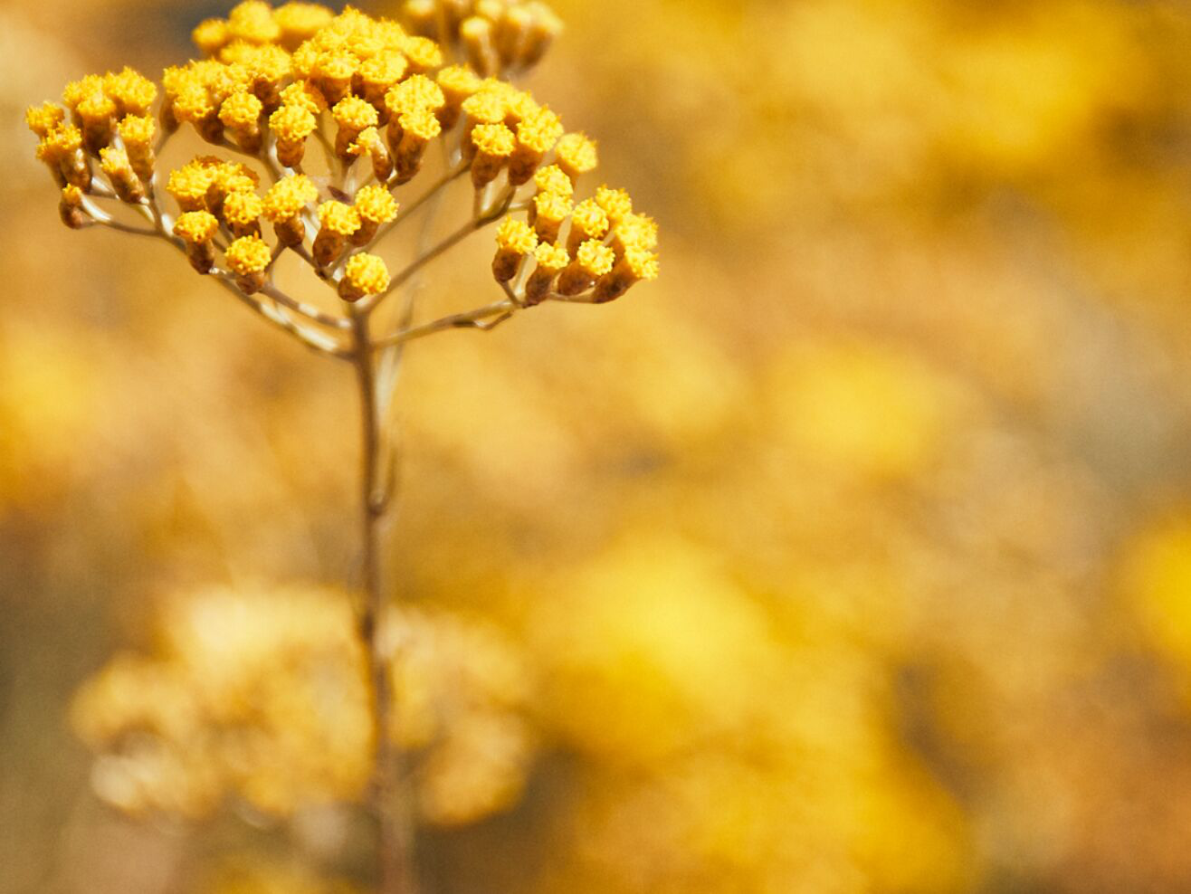 Immortelle