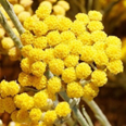 Super Extrato Immortelle
