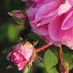 Água Floral de Rosa Centifolia