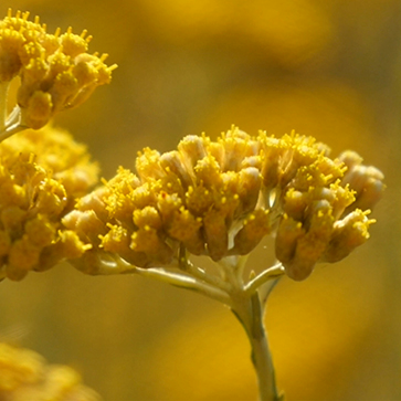 Extrato Sap-Like Immortelle