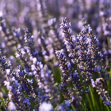 &Oacute;leo Essencial de Lavanda
