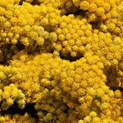 Óleo Essencial de Immortelle da Córsega