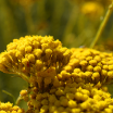 Extrato Aquoso de Immortelle