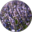 Óleo Essencial de Lavanda