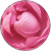 Absoluto de Rosa Centifolia