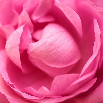 Absoluto de Rosa Centifolia
