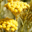 Extrato de Óleo de Immortelle