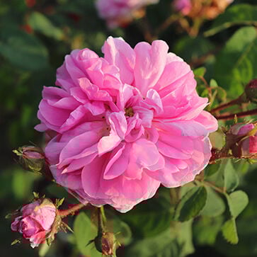 Absoluto de Rosa Centifolia