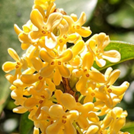 Extrato de Osmanthus